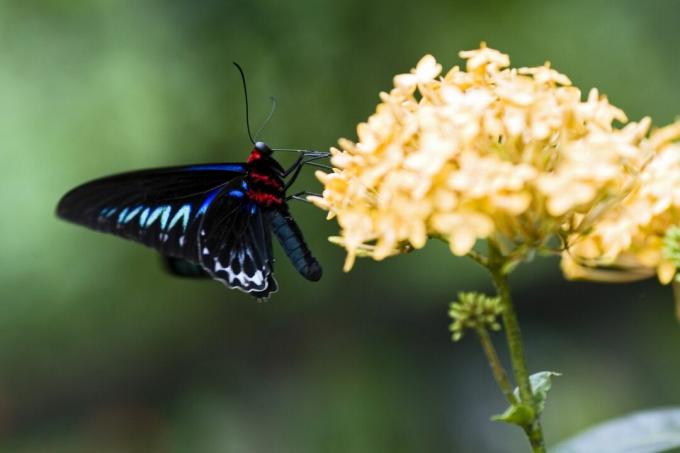 Pilkkaava Swallowtail