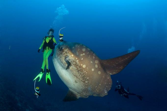 Ocean Sunfish and Diver, Mola Mola, Balin saari, Indo-Pazific, Indonesia