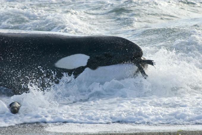 Miekkavalas (Orcinus orca) ja eteläinen nuori leijona (Otaria flavescens) suussa, Patagonia, Argentiina, Atlantin valtameri