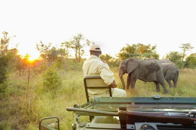 Suojelutekijän opas istuu safari-ajoneuvon edessä katsomalla afrikkalaisia ​​norsuja pelivarannossa