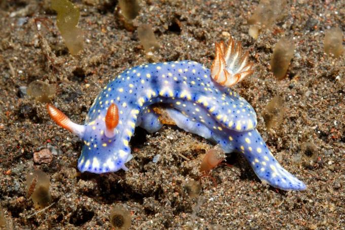 Nudibranch, Hypselodoris-kengät. Tulamben, Bali, Indonesia. Balin meri, Intian valtameri