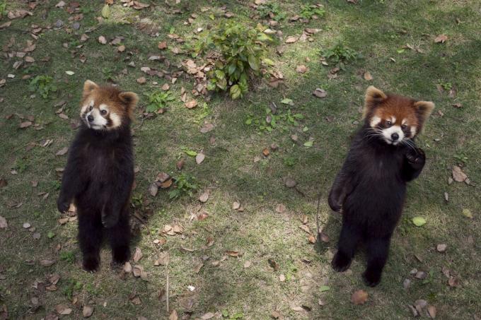 Punainen panda, joka seisoo takajaloissaan ja laajentaa kynsiä, voi näyttää söpöltä, mutta se on oikeastaan ​​uhkakäyttäytyminen.