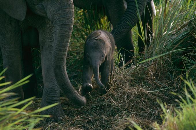 Vauva elefantti Virungan kansallispuistossa