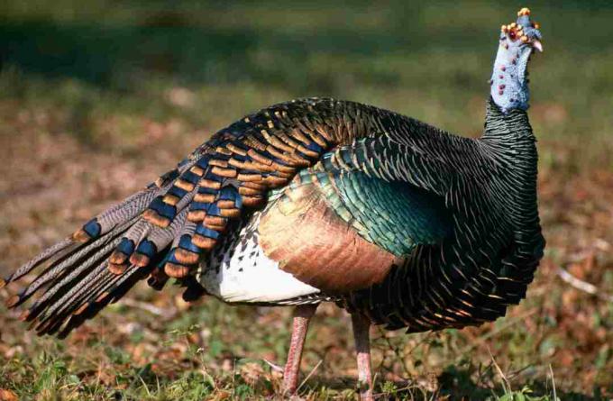 Oscellated Turkki