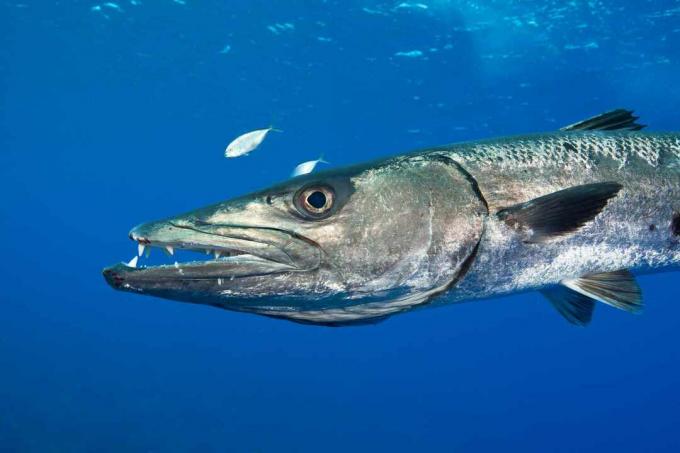 Barracuda puolustaa