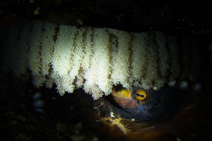 Jättiläinen Tyynenmeren mustekala munien kanssa