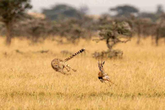 Cheetah käyttää häntäänsä auttaa muuttamaan suuntaa antaessaan jahdata.