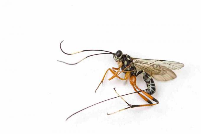 Sidottu toukkaloinen ampiaisella käyttää pitkää ovipositoriaan muniakseen isäntään.