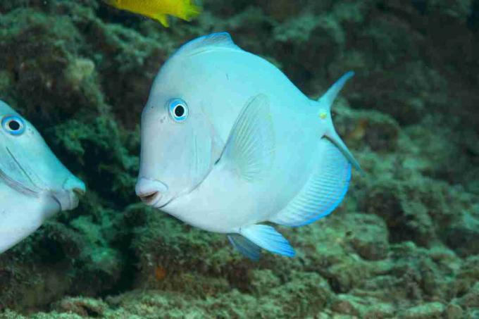 Atlantin sininen tangka (Acanthurus coeruleus)