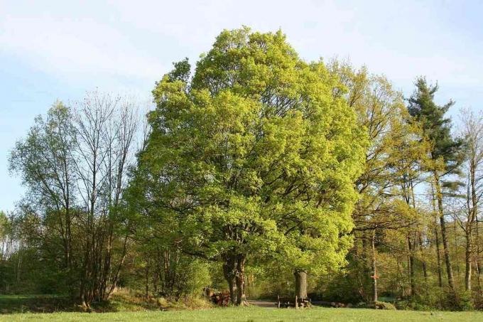 Hedge vaahtera aurinkoisena päivänä.