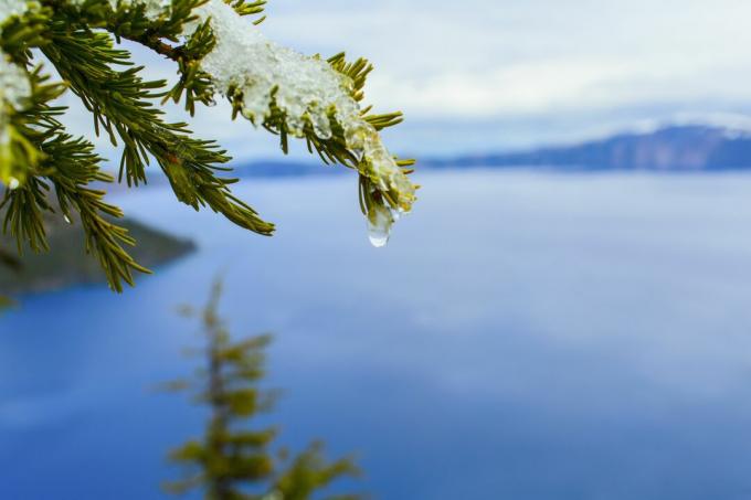 Lähikuva sulavan lumen puun oksalla crater Lake, Oregon, Yhdysvallat