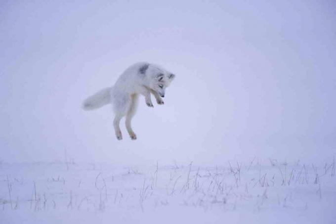 Kun arktinen kettu kuulee jyrsijän lumen alla, se hyppää ilmaan nousemaan hiljaisesti saalista ylhäältä.