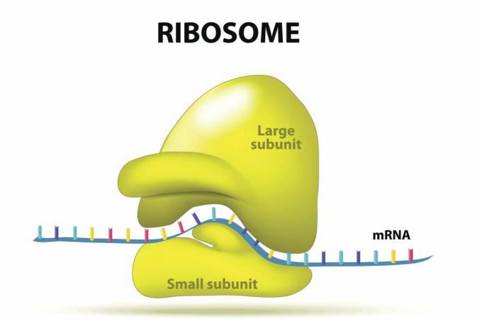 ribosomien