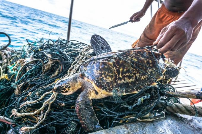 Mies veitsellä pelastaen kriittisesti uhanalaisen Hawksbillin merikilpikonnan takkuinen Ghost Net