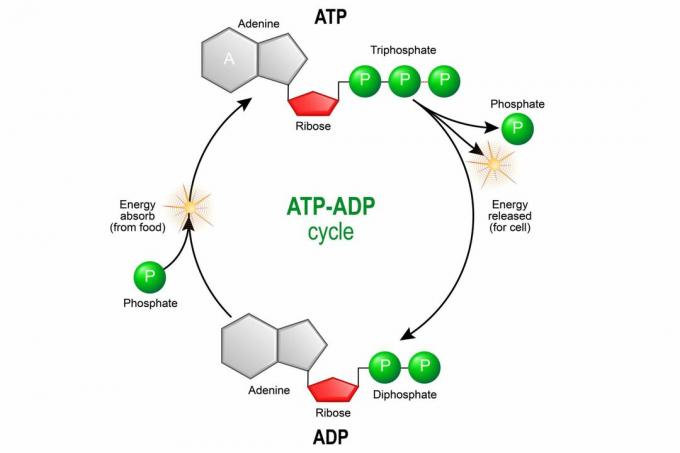 ATP ADP -sykli