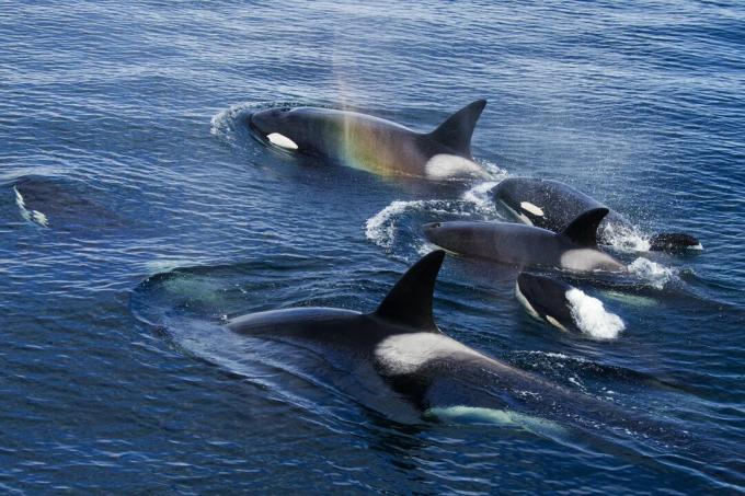 Orcas-ryhmä, Frederick Sound, Alaska, USA