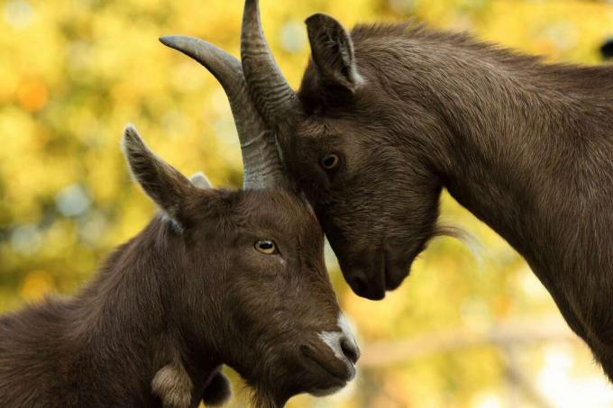 Pygmy Goats Billy ja Nanny