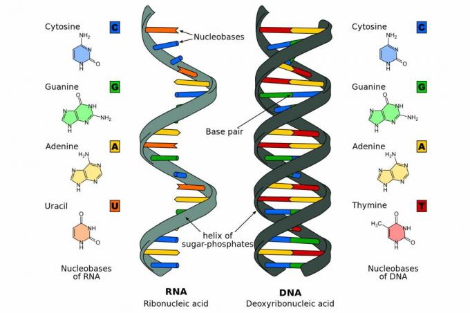 DNA vs. RNA