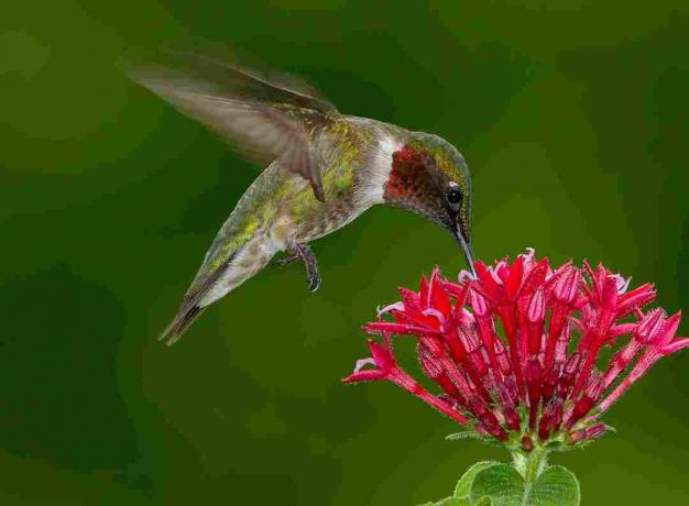 Urospuolinen kolibri Hummingbird lennossa leijuu ja juo joukosta pieniä punaisia ​​kukkia vihreää taustaa vasten