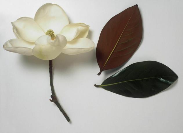 Magnolia grandiflora (härkälahti) puhdas valkoinen