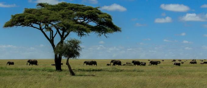 Panoraama laukaus norsuista kentällä taivasta vasten