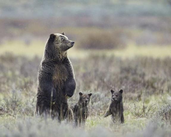 Grizzly-karhu (Ursus arctos horribilis) emakko ja kaksi vuoden poikaa, jotka kaikki seisovat takajaloillaan, Yellowstonen kansallispuisto, Wyoming