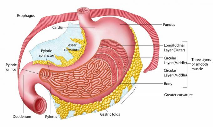 Ihmisen vatsan anatomia.