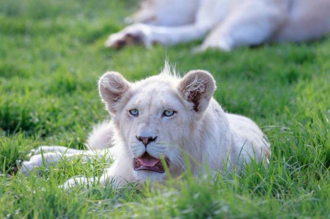 Nuori valkoinen leijona