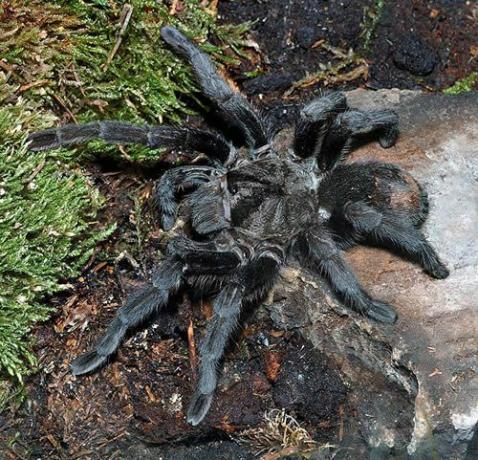 Brasilian musta tarantula (Grammostola pulchra)