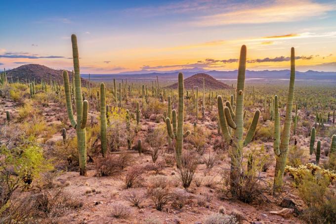 Saguaro kaktusmetsä Saguaron kansallispuistossa Arizonassa