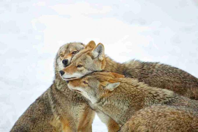 Kojootit eivät ole niin sosiaalisia kuin susia, mutta ne toimivat yhteistyössä metsästää ja kasvattaa jälkeläisiä.