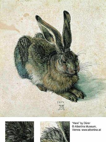 Kani tai jänis - Albrecht Dürer