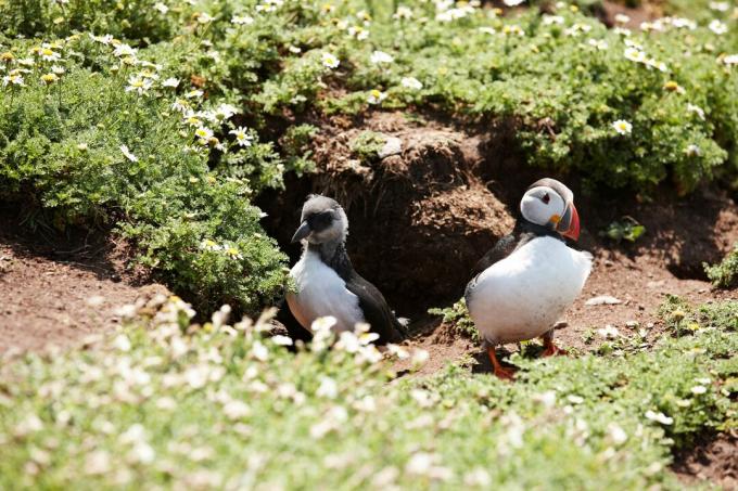 Nuori epäkypsä puffin ulkopuolella uros aikuisen vanhemman kanssa.