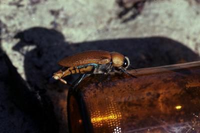 Miespuolinen australialainen helmikuoriainen yrittää pariutua "tynkällä" olutpullolla.