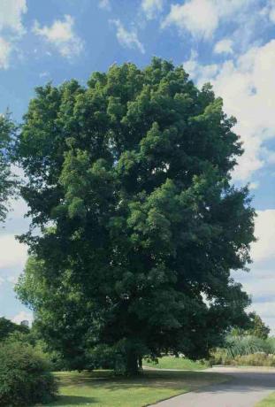Carya cordiformis (Butternut hickory), vihreät lehdet puussa polun vieressä