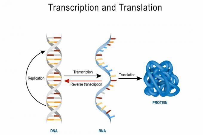 DNA-