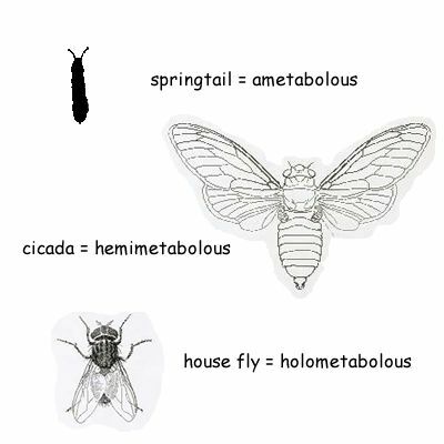 Hyönteisten fyysistä muutosta elämänvaiheesta toiseen kutsutaan metamorfoosiksi. Hyönteiset voivat käydä läpi asteittaisen metamorfoosin, täydellisen metamorfoosin tai ollenkaan.