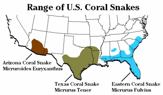 Korallikäärmelajit ja levinneisyysalue Yhdysvallat