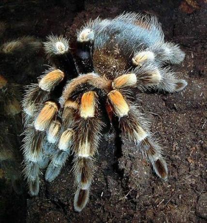 Meksikon redknee tarantula (Brachypelma smithi)