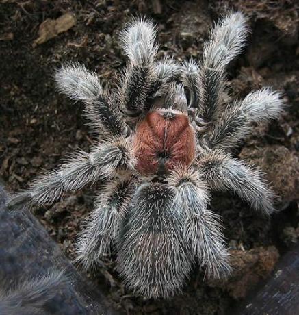 Chileläinen ruusu Tarantula (Grammostola rosea)