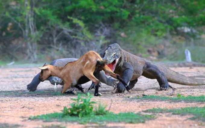 Pari Komodo-lohikäärmettä metsästää antiloopia Borneossa, Indonesiassa