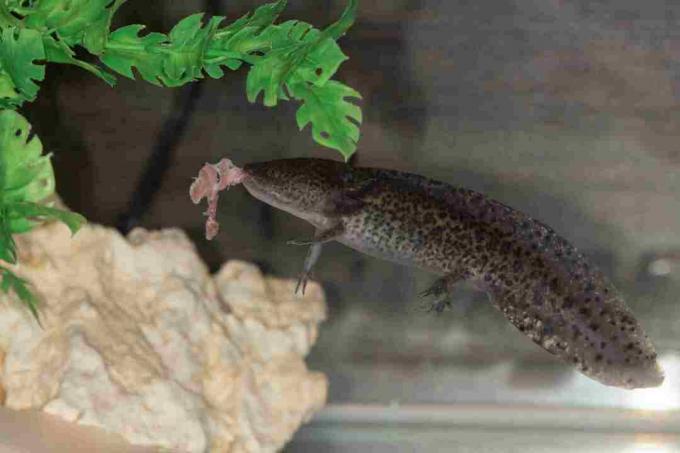 Tämä vangittu axolotl syö palapalaa lihaa.