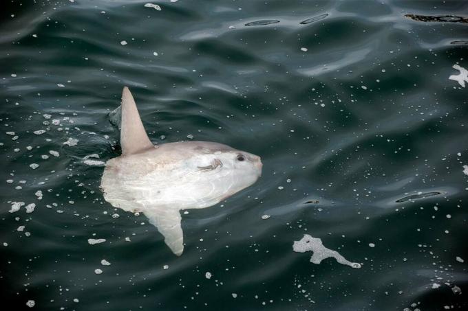 Sunfish, Mola mola, Molidae, Witless Bayn ekologinen suojelualue, Newfoundland, Kanada