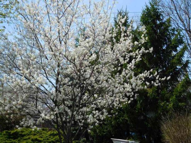 Serviceberry maisemoidussa ympäristössä.