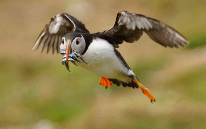 Puffin (Fratercula arctica), joka kuljettaa metsästettyjä tuulenkatuja (Ammodytes), Wales, UK