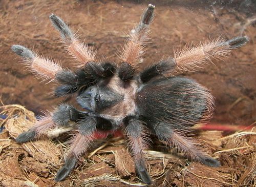 Meksikolainen Redleg Tarantula (Brachypelma emilia)