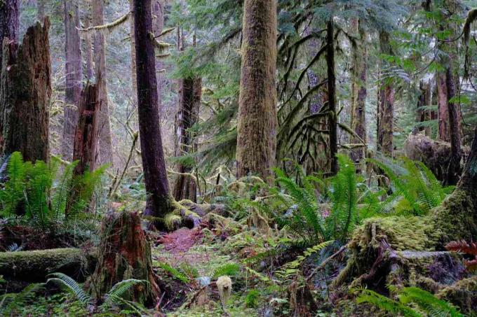 Olympic National Park