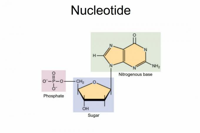 nukleotidin
