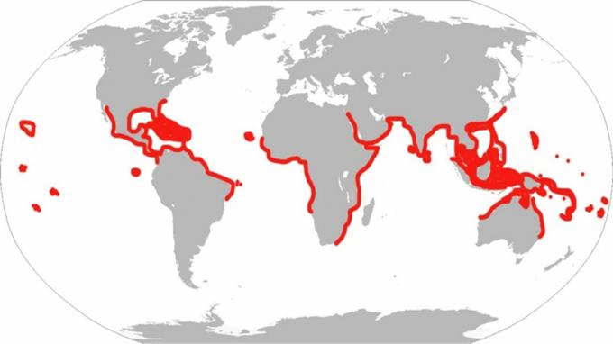 Tämä on historiallinen laikkakotkasäde. Nykyaikaisen luokituksen mukaan kalat asuvat vain Atlantilla, Karibialla ja Persianlahdella.