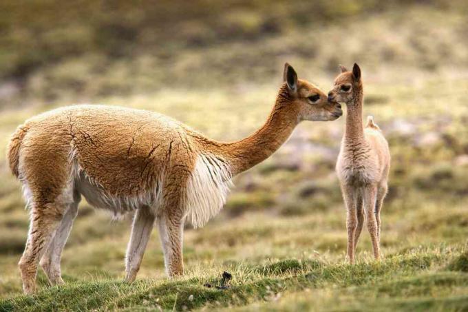 Guanaco ja chulengo